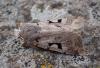 Orthosia gothica